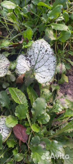 Гейхера Мраморная