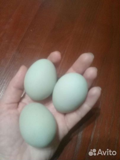 Индюшата,куры,инкуб яйцо