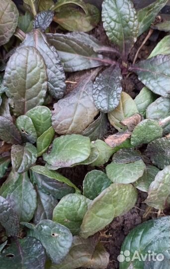 Живучка ползучая