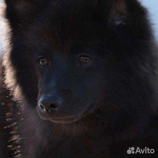 Щенки большого немецкого шпица. Документы РКФ