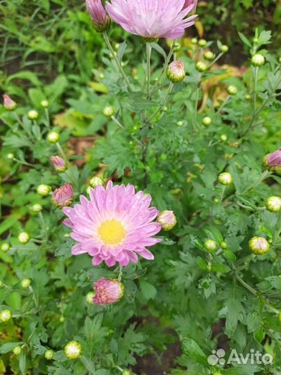 Хризантема