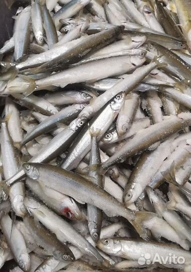 Свежая рыба