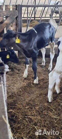 Бычки телята