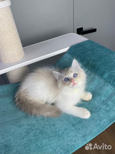 Котята рэгдолл