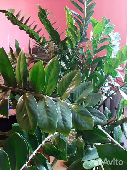 Долоровое дерево