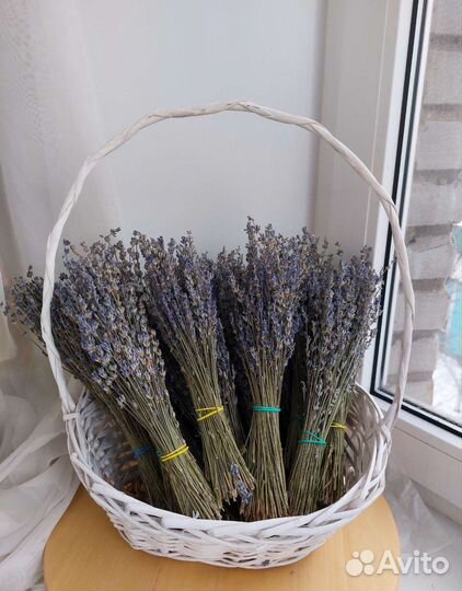 Лаванда,сухоцвет