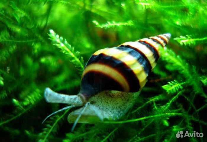 Улитки хилены