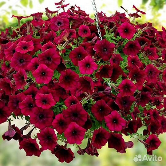 Ампельная петуния
