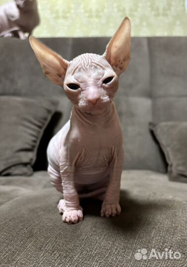 Донской сфинкс котята