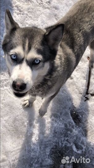 Собаки хаски