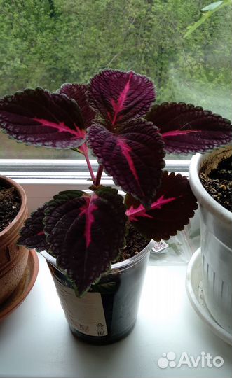 Колеусы для дома и дачи