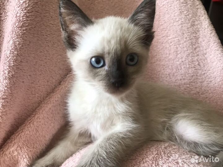 Передержка домашних животных