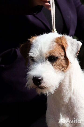 Парсон рассел терьер вязка