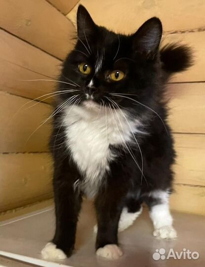 Бусинка маркизная кошечка