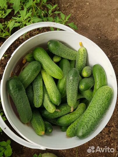 Маринованные огурчики