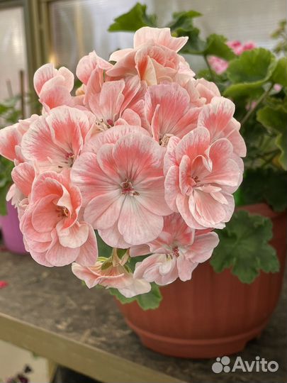 Пеларгония сортовая