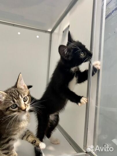 Три веселых котенка ищут дом