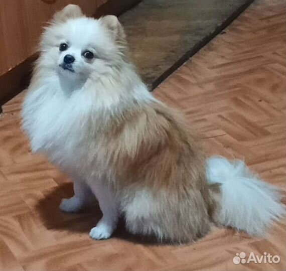 Померанский шпиц вязка