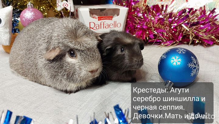 Морские свинки
