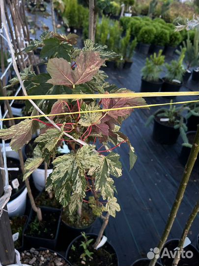 Клен Остролистный