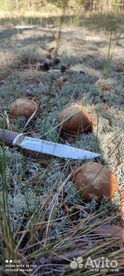 Белый гриб свежий