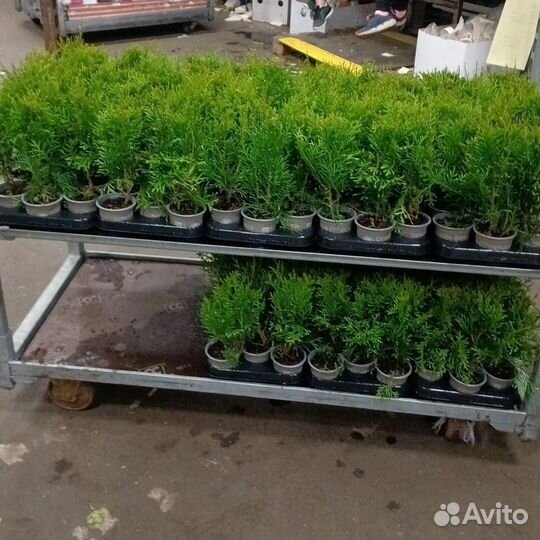 Туя, можжевельник, многолетники в P9 опт