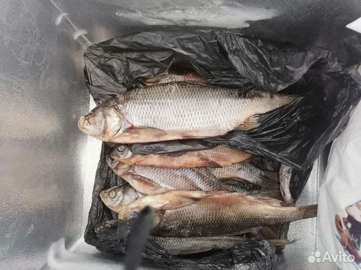 Язь колодкой