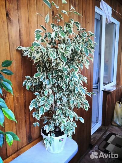 Фикус Бенджамина