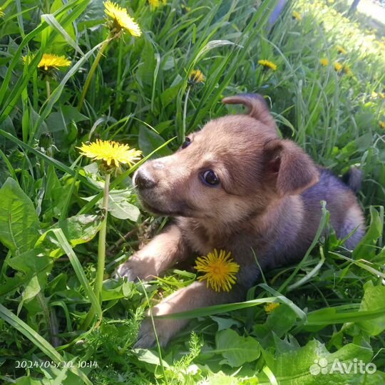 Собака в добрые руки щенок