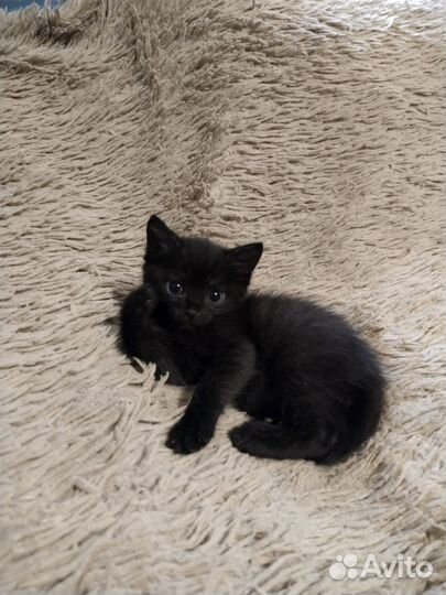 Котенок