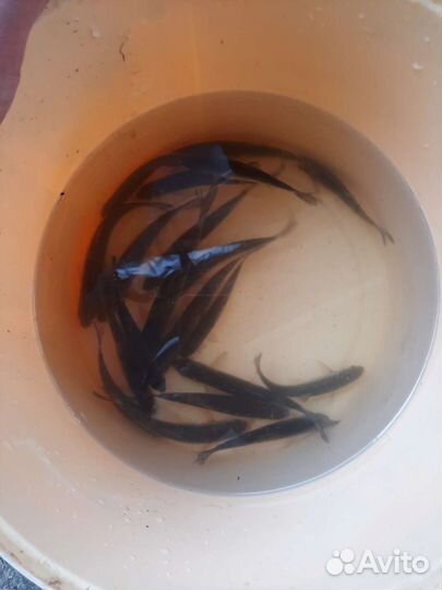 Живец для рыбалки