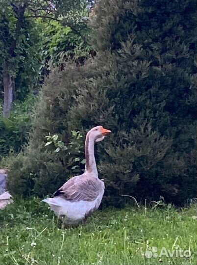 Гуси холмогоры