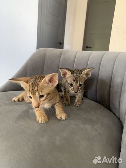 Ориентальные котята