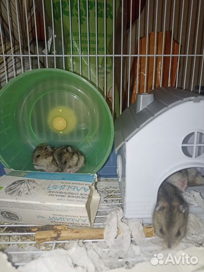 Джунгарский хомяк,малыши