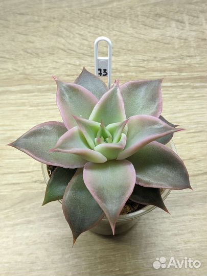 Суккуленты (1)