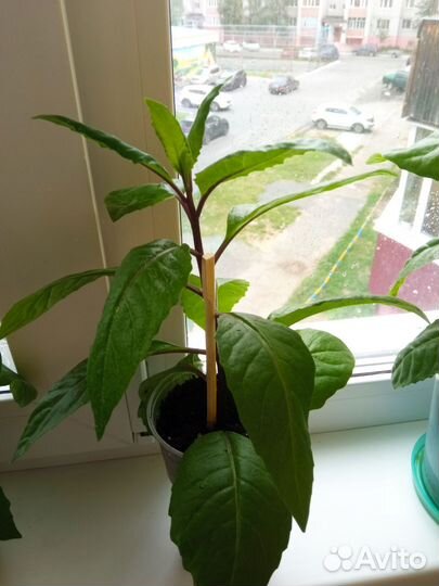 Джинура прокумбес (листья Бога)