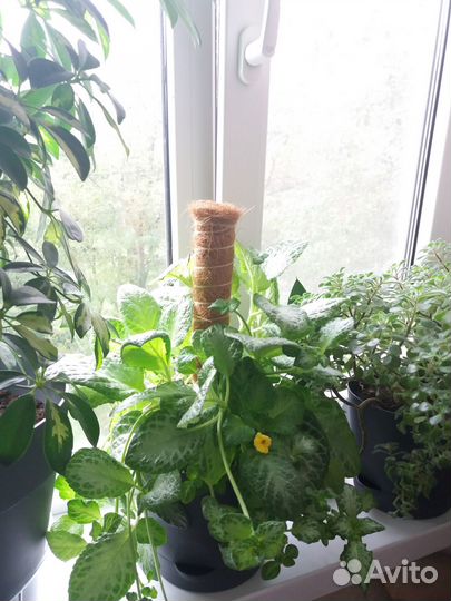 Эписция взрослая, цветущая. Аихризон