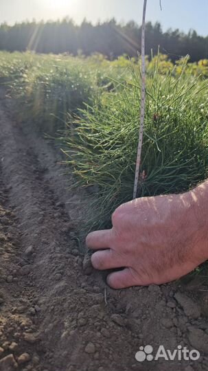 Сеянцы ели окс