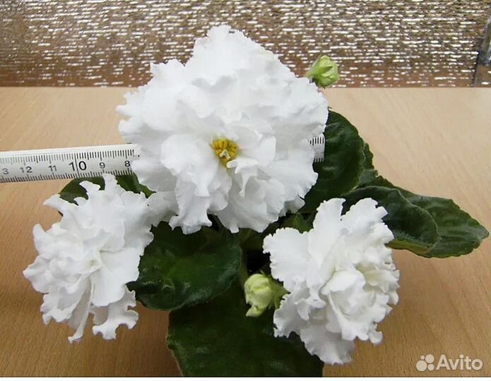 Взрослые сортовые цветущие фиалки и черенки