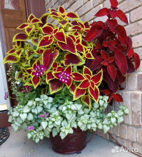 Колеусы вегетативные