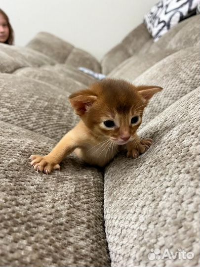 Абиссинские котята