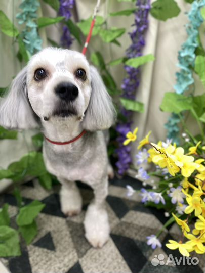 Работа выгул собак