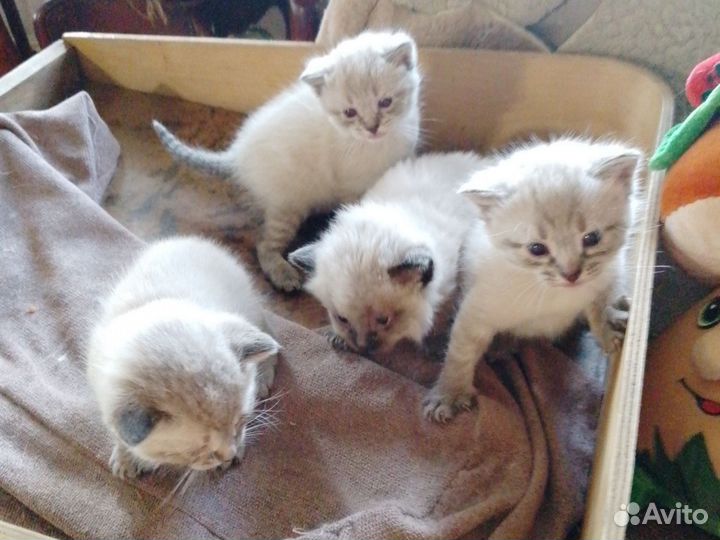 Тайские котята