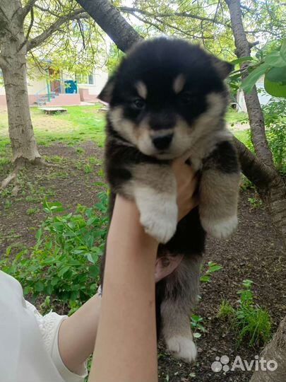 Щенки бесплатно