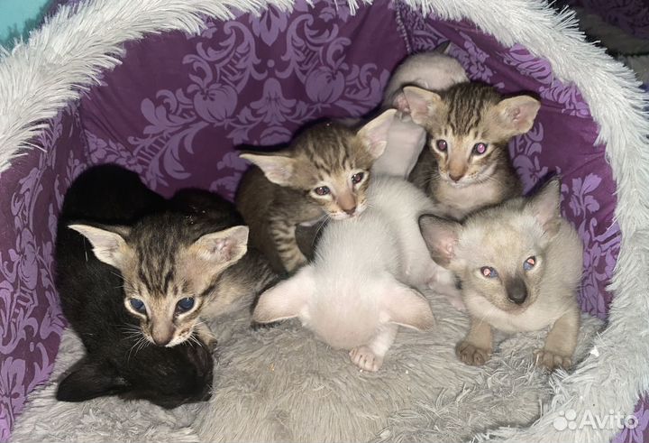 Ориентальные котята