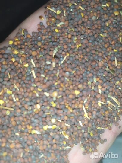 Семена горчицы черной