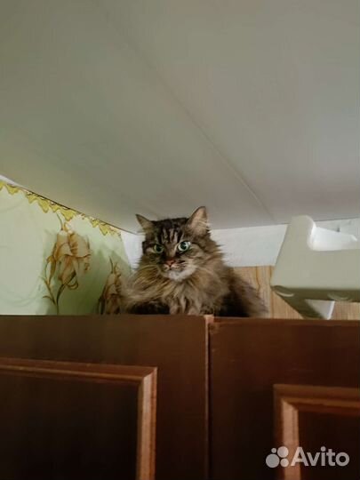 Отдам бесплатно