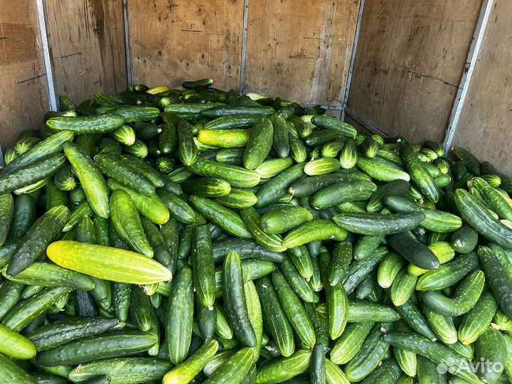 Огурцы свежие