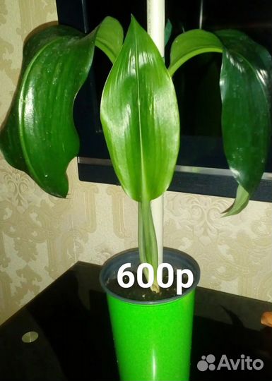 Эухарис амазонская лилия