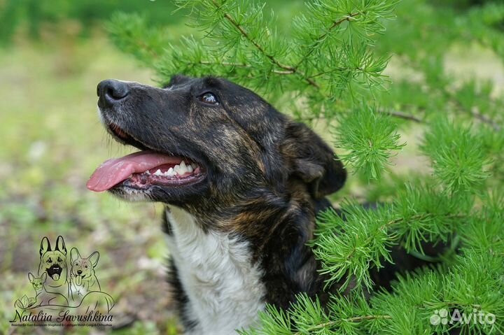 Вельш-корги щенки